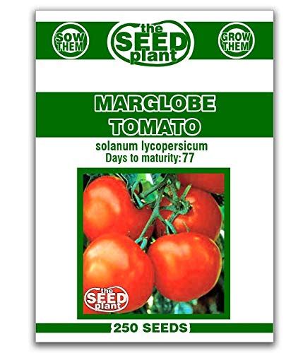 Marglobe Tomato Seeds 250 Seeds Non Gmo