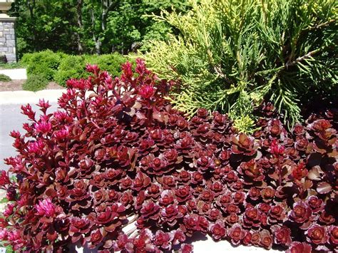 Cold Hardy Succulents For Northern Climates Good Succulents