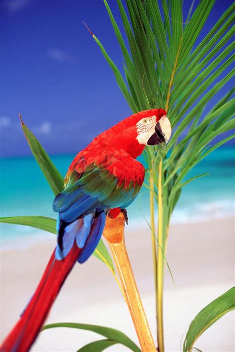 Color Of Nature Parrots Hd Wallpapers Wallpaper