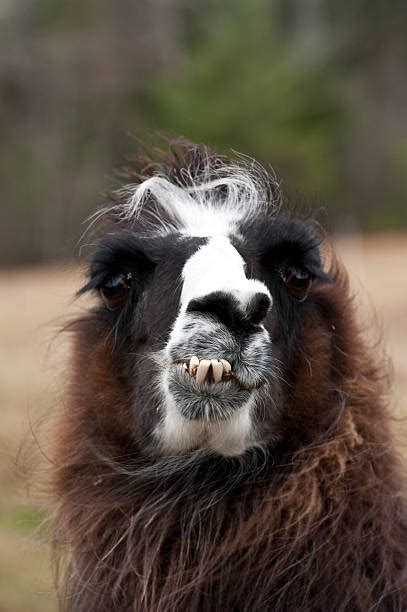Angry Llama Stock Photos Pictures And Royalty Free Images Istock
