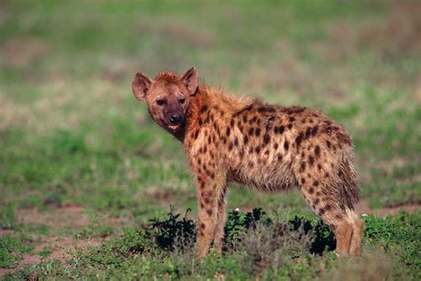 Hyena African Mammal Social Behavior And Adaptations Britannica