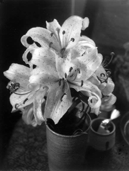Imogen Cunningham Lilies 1960s Flowers Photography Imogen
