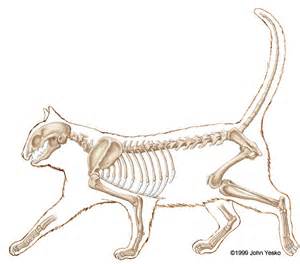 Visit kenhub for more skeletal system quizzes. Links to Pictures on the Physiology of Cats