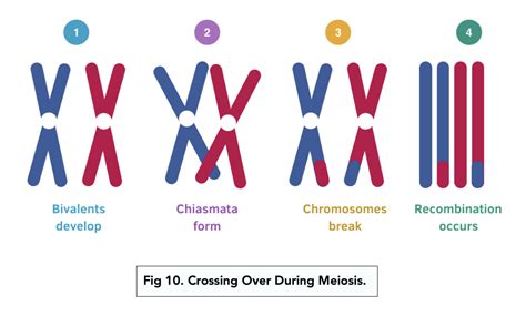 Independent Assortment Of Chromosomes