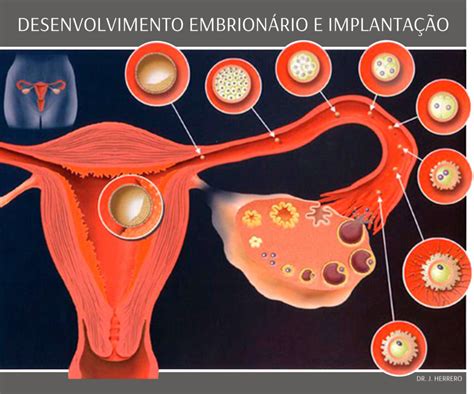 Fertilidade Ciclo Menstrual Monteleone Centro De Reprodução Humana