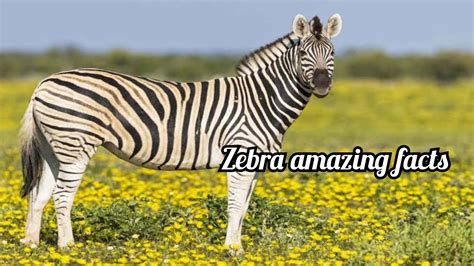 ज़ेबरा और गधा का मिलन दोनों एक साथ Zebra Mating Donkey In African Wild