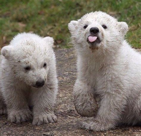 As 25 Melhores Ideias De Baby Bear Cub No Pinterest Ursos Urso E