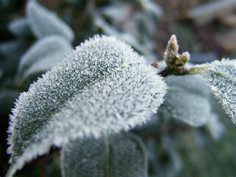 What are the most professional ways to stay warm in the freezing office? Information about Saving Cold Damaged Plants