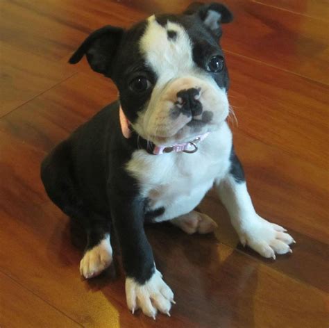 Our New 8 Week Old Boston Terrier Puppy Betty Rpics