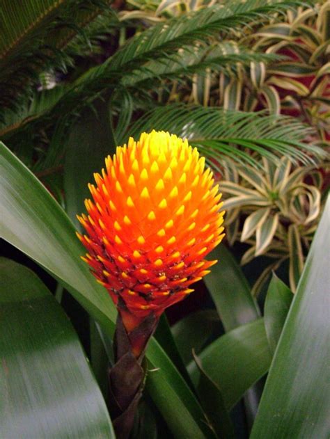 Tropical Rainforest Plants Biological Science Picture Directory