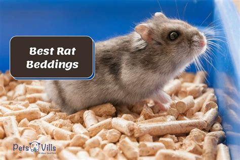 6 Best Rat Beddings For Utmost Comfort 2023 Review