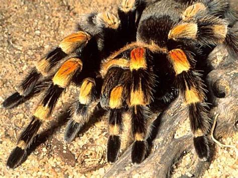 Among arachnid enthusiasts, these spiders have become popular pets. Giant Tarantula spider, Tarantula Pictures, Tarantula ...