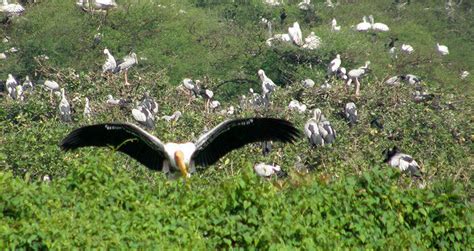 Vedanthangal Bird Sanctuary Tamil Nadu Trans India Travels