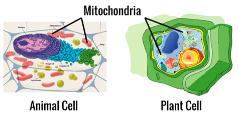 Cellular respiration occurs in mitochondria on both animal and plant cells. Mountain Heights Academy Middle School Demo Course: READ ...