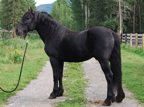 Canadian Horse Info Origin History Pictures