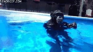 Water Wtf GIF By Cheezburger Find Share On GIPHY