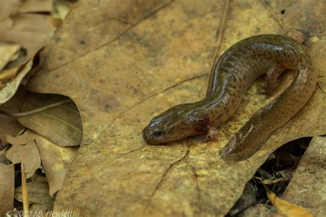 Northern Red Salamander Emuseum Of Natural History