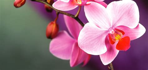 Maybe you would like to learn more about one of these? JENIS JENIS TANAMAN HIAS YANG BERBUNGA ~ SINOX NURSERY