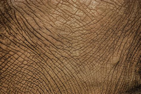 Texture Of Elephant Skin African Photograph By Volanthevist Pixels