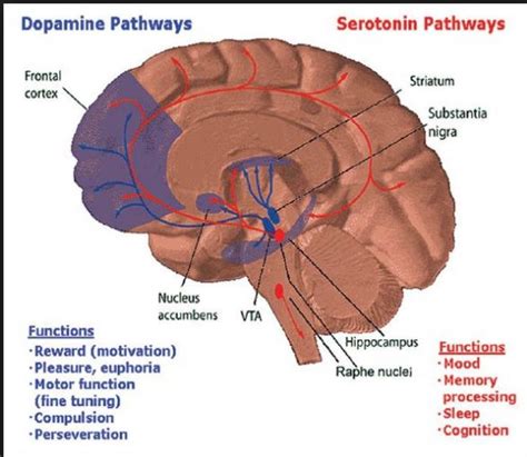 Serotonin is one of the reasons why we feel peaceful and when they reported higher mood levels their serotonin production was higher in the anterior cingulate cortex. Balance your Serotonin, Dopamine and Endorphins with Happy ...