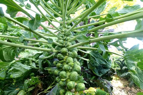 How To Grow Brussels Sprouts Saras Kitchen Garden