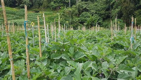 Temperatures on this hillside fluctuate between 22° and 25° celsius during the day and between 15° and 22. Beautiful Farm Land 12 acres- Cameron Highlands - Land for ...