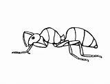 Ant Coloring Pages Kids Ants Printable Clipart Cliparts Clip Carpenter Preschool Library Kindergarten sketch template