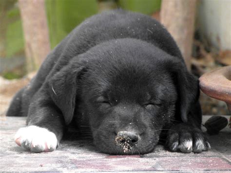 Sleeping Puppy Free Stock Photo Public Domain Pictures