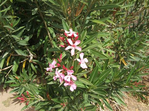 Filenerium Oleander Ouarzazate Wild1 Wikimedia Commons
