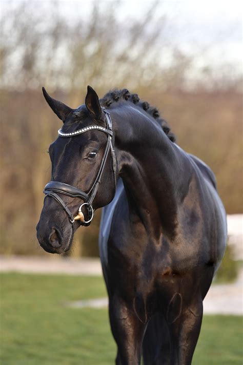 Lord Europe Hannoveraner 171 Cm 2016 Rappe Dressur Von Lord