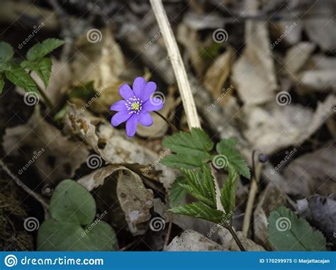 Hepatica Is A Beautiful Purple Spring Flower Stock Image Image Of