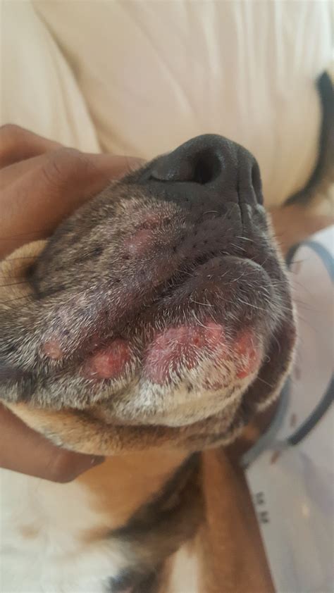 My Dog Has What Looks Like Cold Sores Around Her Mouth And Chin Leah