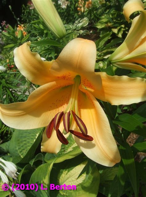 The Suburban Gardener Orienpet Lily Eudoxia