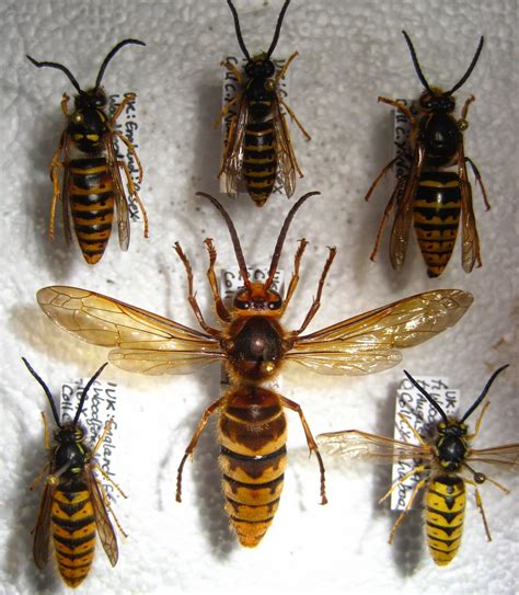 Wasp Queen Wasp Size