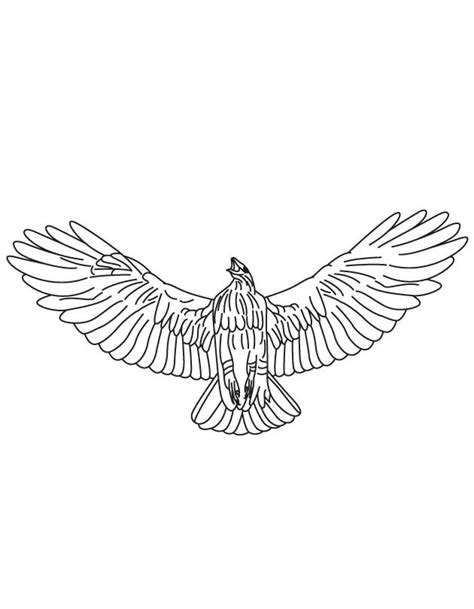The children can enjoy red tailed hawk coloring page, math worksheets, alphabet worksheets, coloring worksheets and drawing worksheets. Hawk Head Drawing at GetDrawings | Free download