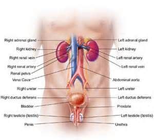 In fact, most organs contribute to more than one system. Male Anatomy Lower Abdomen | Anatomy and physiology ...