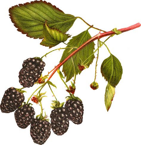 Blackberries Png