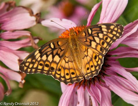 Variegated Fritillary Butterfly Euptoieta Claudia A