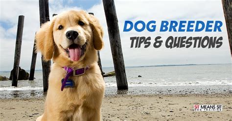 Where And How To Find A Reputable Dog Breeder Sit Means Sit Orlando