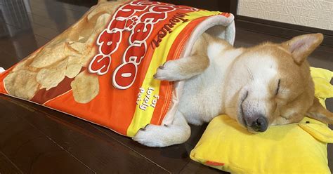 This Sleepy Shiba Inu Naps Inside Snack Inspired Pet Beds