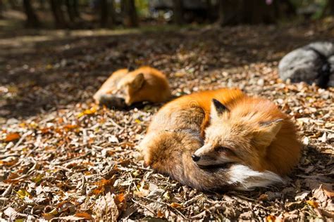 Sleepy Fox Stock Image Image Of Outdoor Portrait Nature 91120801