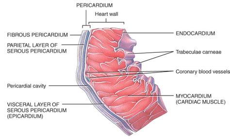 Sistema Cardiovascularpptx On Emaze