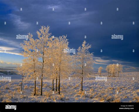 Natural Moments Photography Hoar Frost Trees Rural Pastureland Near