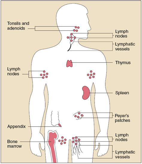 Chart Of Lymph Nodes