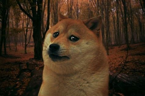 Search the imgflip meme database for popular memes and blank meme templates. Create meme "SAD DOGE (sad doge , memes , old memes ...