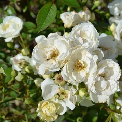 Rose Floribanda White Plant Summer Snow Rose Desouzaplantnursery
