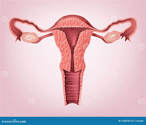 Vector Medical Illustration Of Female Reproductive System Isolated On Background Stock Vector