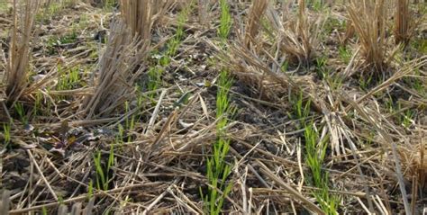 How do i unlock the northern wheat plantation node? CSISA, PAKISTAN: Zero-til planting in wheat