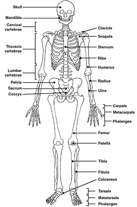 Allows for movement by contracting. skeleton labeled | Human skeleton labeled, Skeletal system ...