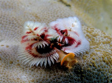 Marine Species: Christmas Tree Worm • Scuba Diver Life